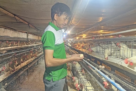 Ông Thuân nuôi gà trở thành nông dân Việt Nam xuất sắc